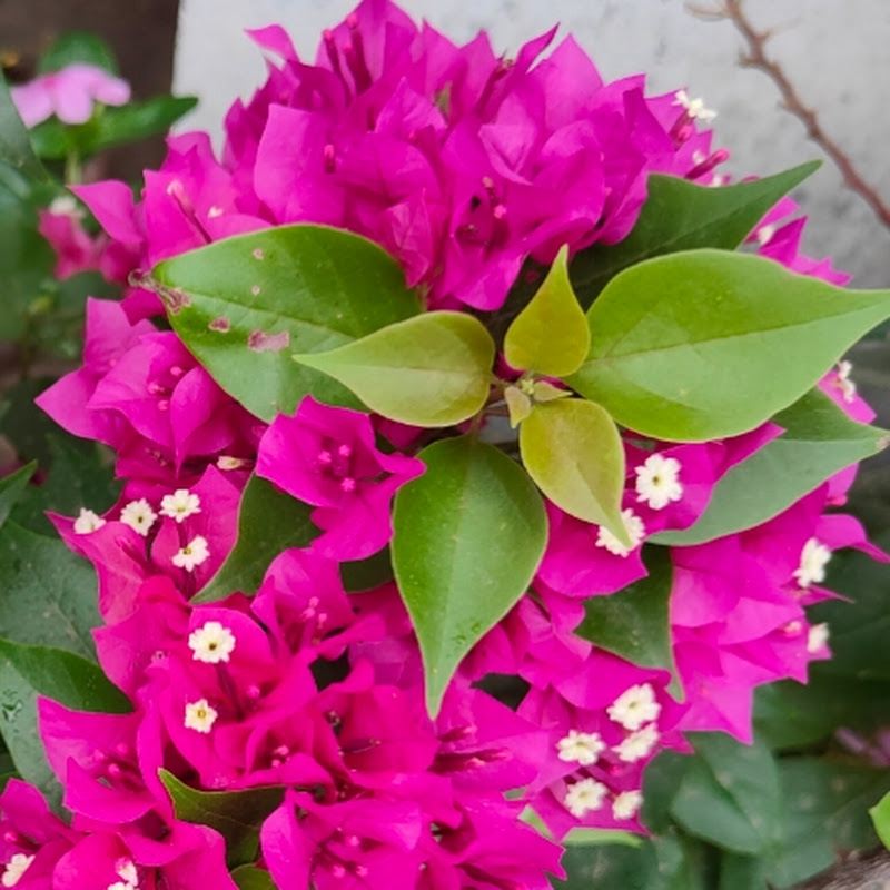 let's Garden Up icon