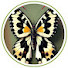 ivdsvVusaZM-channel-avatar-Quiz Butterfly