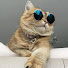 nDyotDy14VE-channel-avatar-Talking Paws