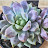 The record of succulents garl`s growth