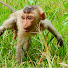6EuLWiyYVAU-channel-avatar-Monkey Rojo TV and Monkey Stories