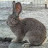 ارانب حجازي Hgazy rabbits