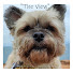 R0SM4ze3Ai4-channel-avatar-Mickey "The View" Moo 