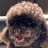 @blackpoodle7409