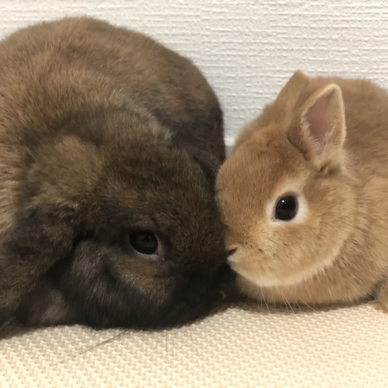 うさぎ村Chのサムネイル