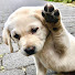 si66hjcyfCM-channel-avatar-Doggy Murphy Moo