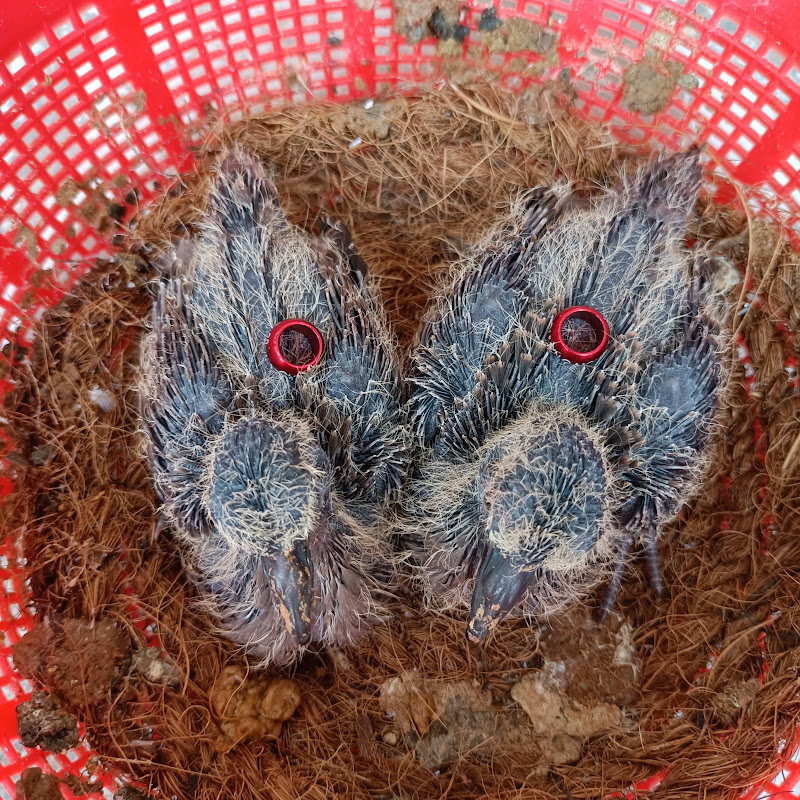 Cường cu gáy thủ Đức