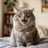 1meqAMT_0zo-channel-avatar-Silly Pet Club