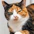 KcQUgopuCyY-channel-avatar-Pets Sqush