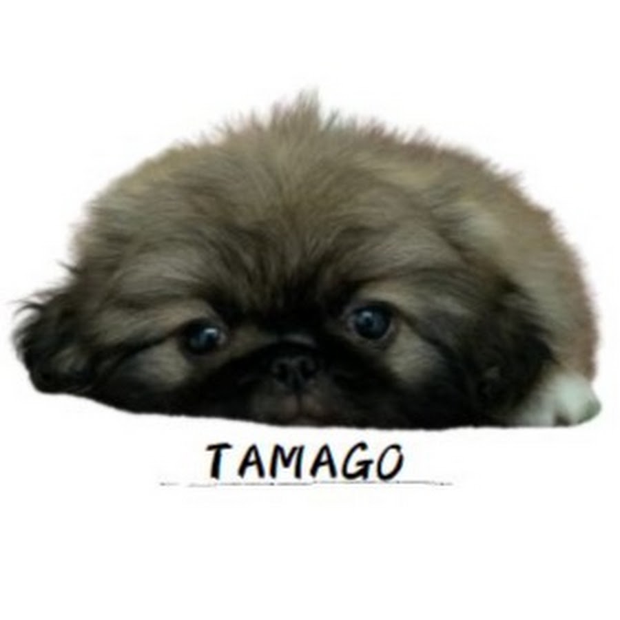 鼻ぺちゃ犬 ペキニーズのたまご Tamago Of Pekingese Youtube