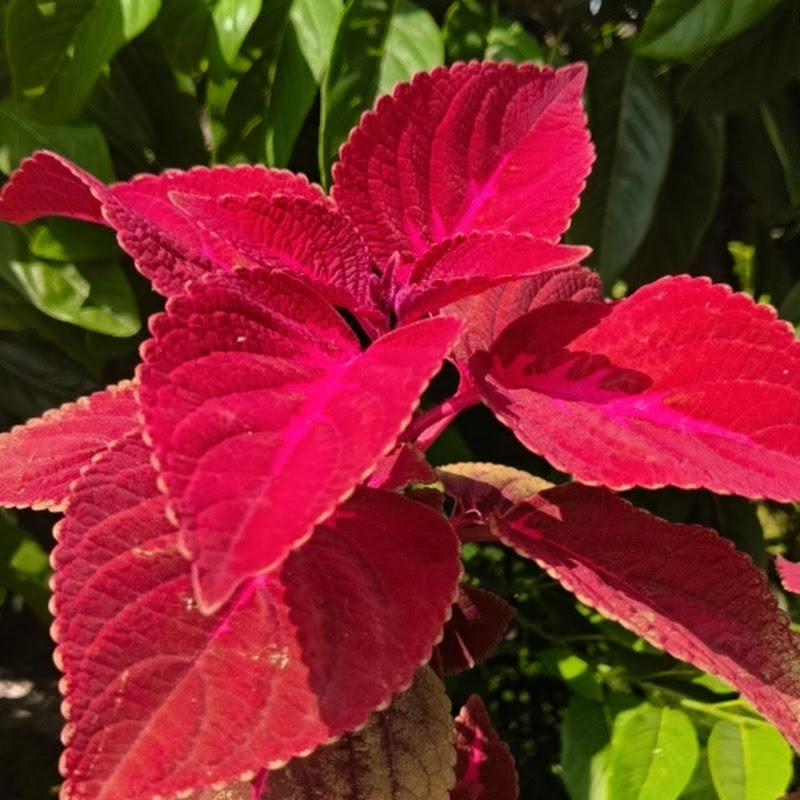 Growing with Nature 🪴