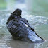v73jVAA4EXM-channel-avatar-DirectPigeon