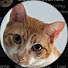 0ZxrHSNcO_c-channel-avatar-Alexander The Cat & Friends 