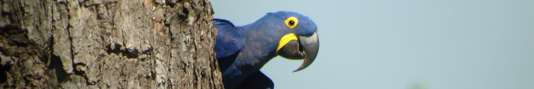 Pantanal BirdClub यूट्यूब चैनल अवतार