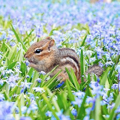 スカッと子猫ちゃん 3