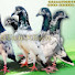 kM-LmPunMbQ-channel-avatar-Saif Khan Pigeon Kasur