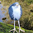 @caffeinecafeout