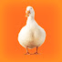 8m-VeQTWcoo-channel-avatar-AvroDuck