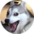 wWPFGN1iyMk-channel-avatar-Emotional Husky's Civilization Stories
