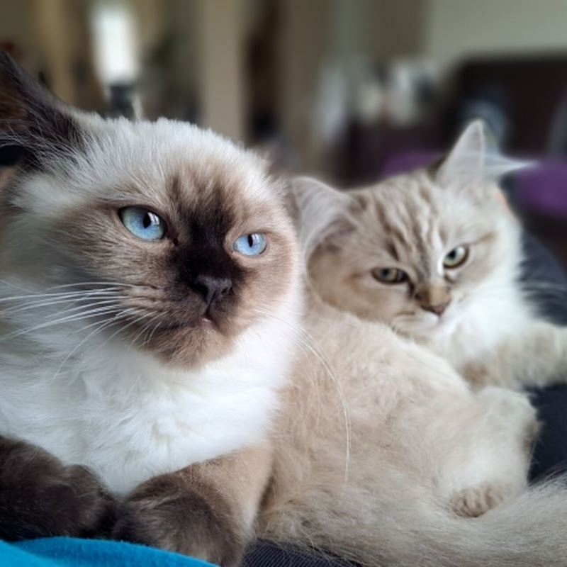 Himalayan Cats Got Talent