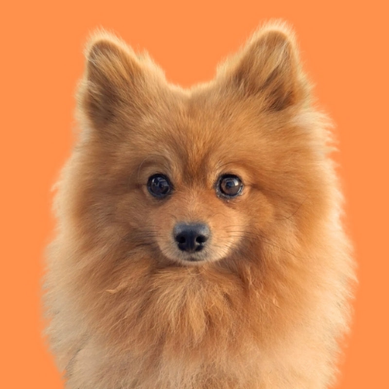 Misha Pom