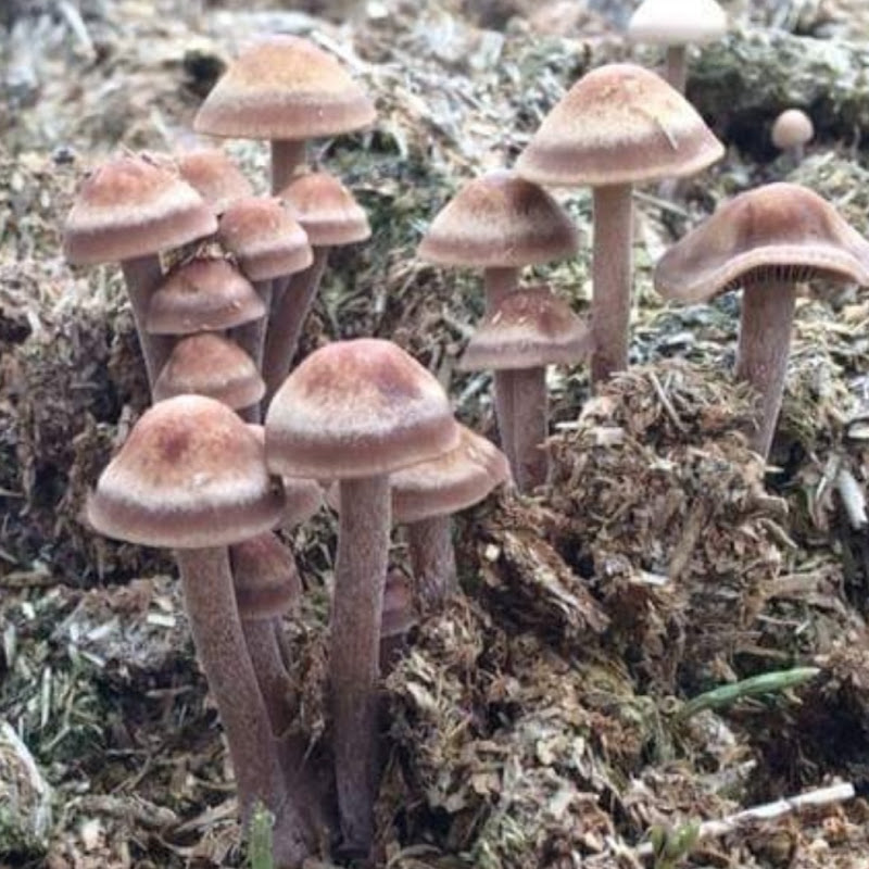 Mycophilia (OG Channel)