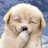 @hodu-cookies