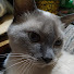 k7xFagNEzpU-channel-avatar-Raksi