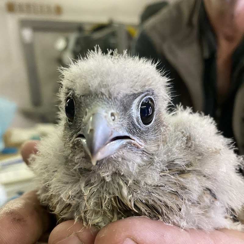 Turmfalken im Corbusierhaus thumbnail