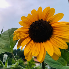 健康即財富アイコン画像