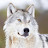 @SilverWolf11804