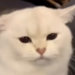 Catzel