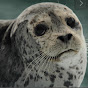Seal-sealk