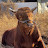 @Redbull-BullFighting