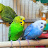 3_xAi9HddOk-channel-avatar-Bird Songs