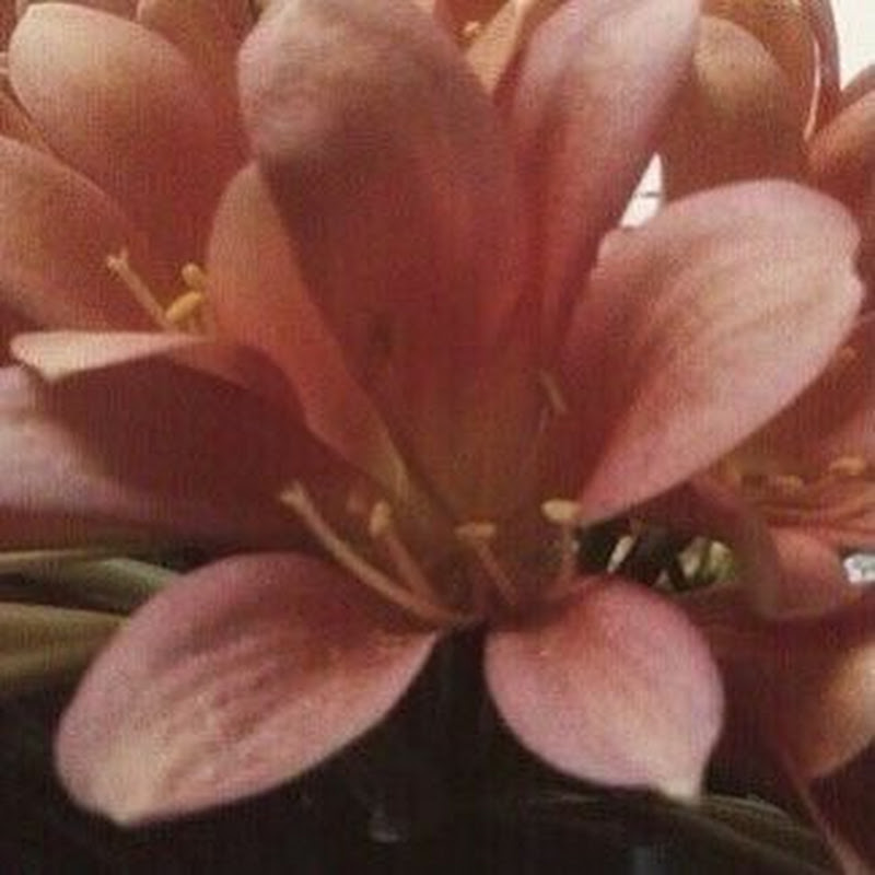 𝓟ᵒᵐᵉᵍʳᵃⁿᵃᵗᵉ ʷʰⁱˢᵖᵉʳ