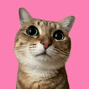保護猫みぃちゃんねる