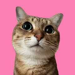 保護猫みぃちゃんねる