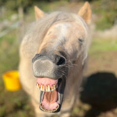 Fanni the Shetland Pony