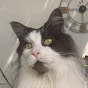 Gordon the Maine Coon - @gordonthemainecoon2378 - Youtube