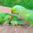tDAC_OVIn6g-channel-avatar-Parrot Paradise