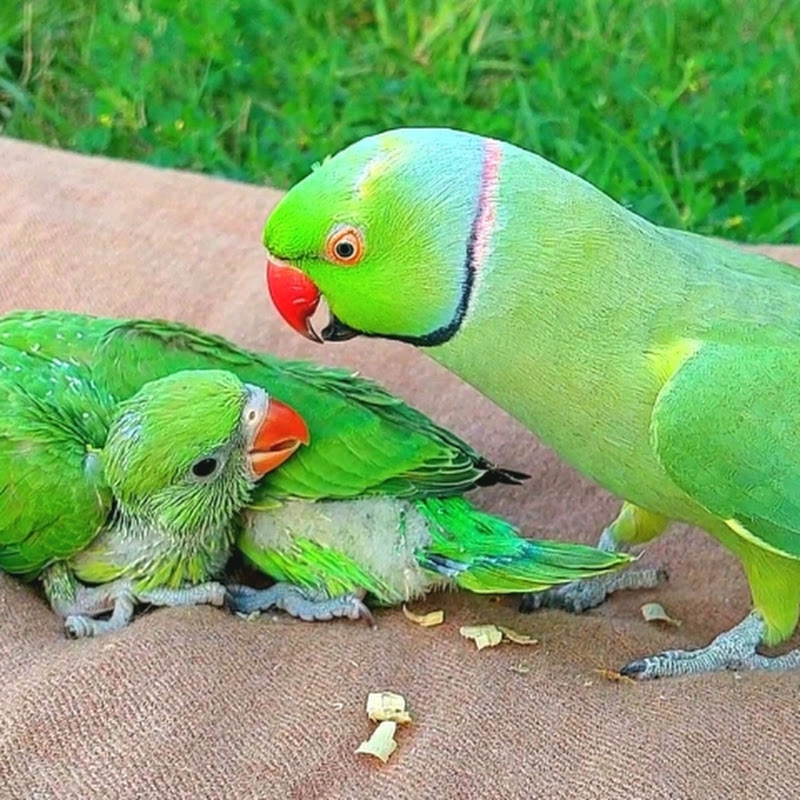 Parrot Paradise