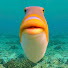 AskGaqO7Gms-channel-avatar-PedorrePez