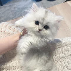 あめむぅの日常🐾アイコン画像
