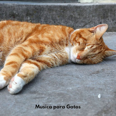 Música para gatos TA - Topic
