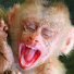 2n_-zKiJlq0-channel-avatar-Lovely Monkey II