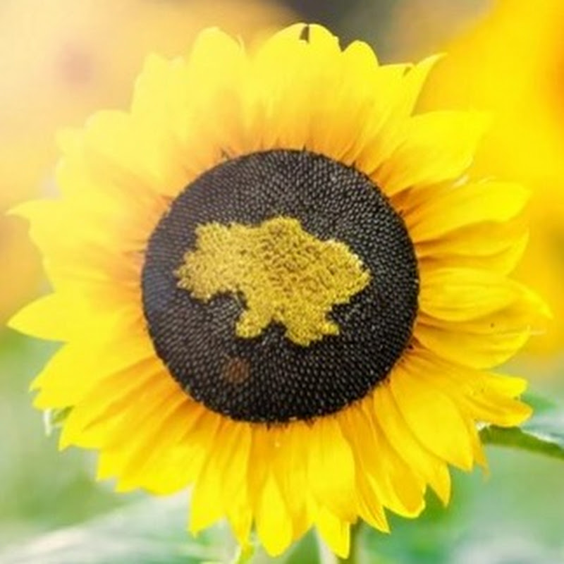 Ukrainian TIK TOK Logo