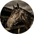 ikcvPyVvKlA-channel-avatar-Equine Odyssey