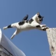 高圆圆アイコン画像