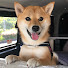 _k1DjYhXzTY-channel-avatar-きなこCamper